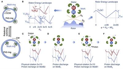 Modeling Bacterial Flagellar Motor With New Structure Information: Rotational Dynamics of Two Interacting Protein Nano-Rings